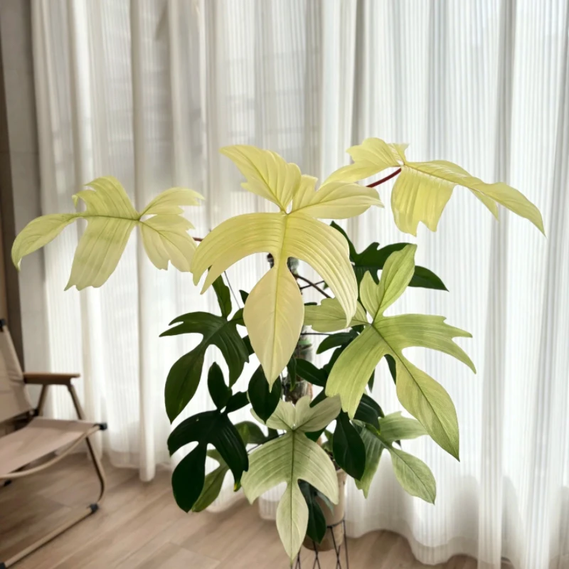 【二木林】（幽灵飞机蔓绿绒）120杯 薄荷锦化 叶型飘逸 耐看好养