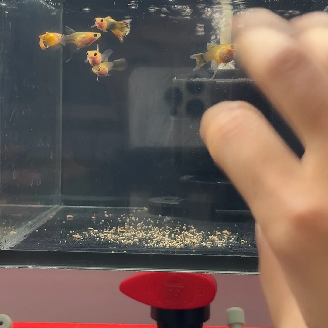 孔雀鱼黄化黄礼服玻璃猫短c2公4母