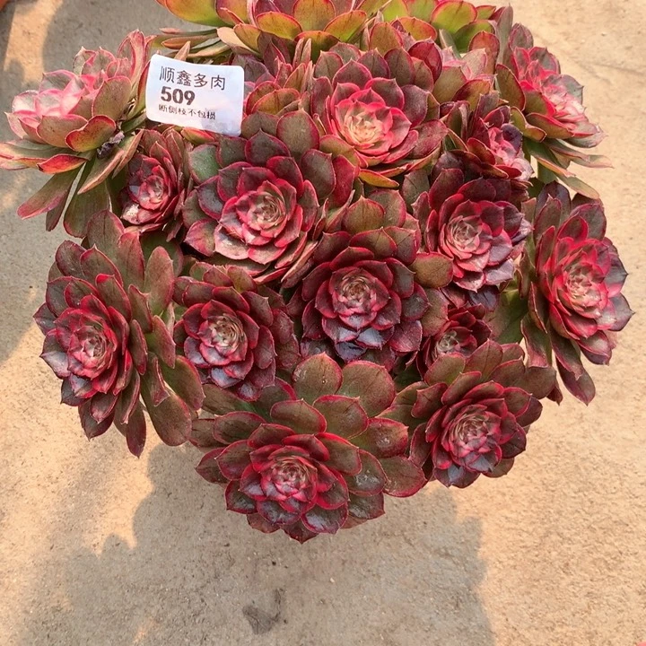 蓝*漫509粉花妖多肉植物