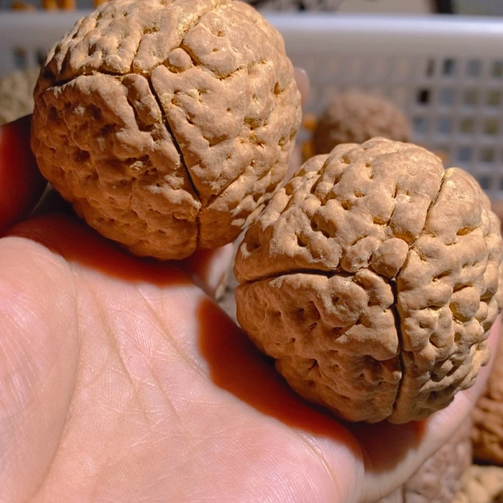 野生三瓣脑纹大金刚5163