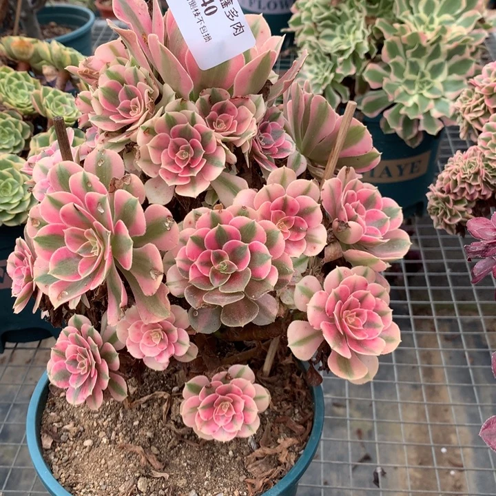 440粉女巫多肉植物特价