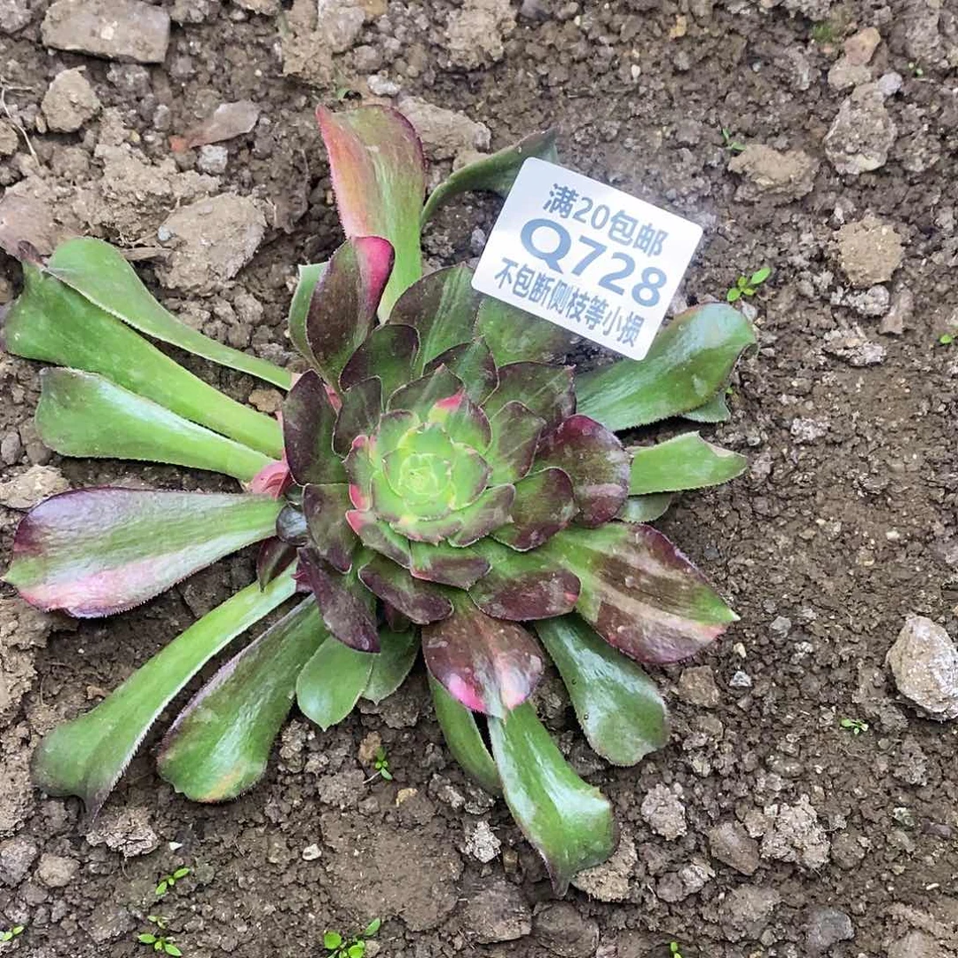 728韶羞七彩多肉法师锦