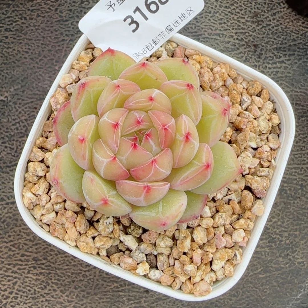 忆****华雪花珍妮，3168多肉植物