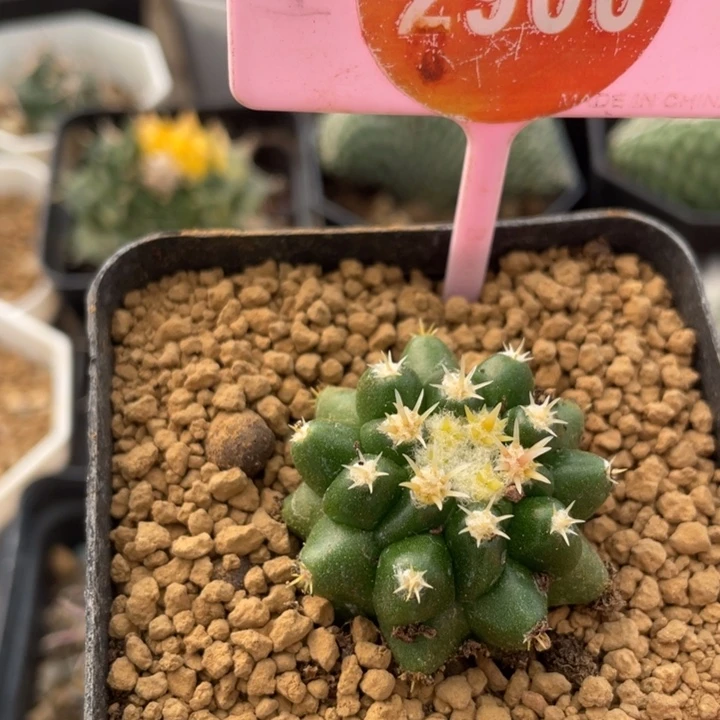 实生短豪刺象牙2900000