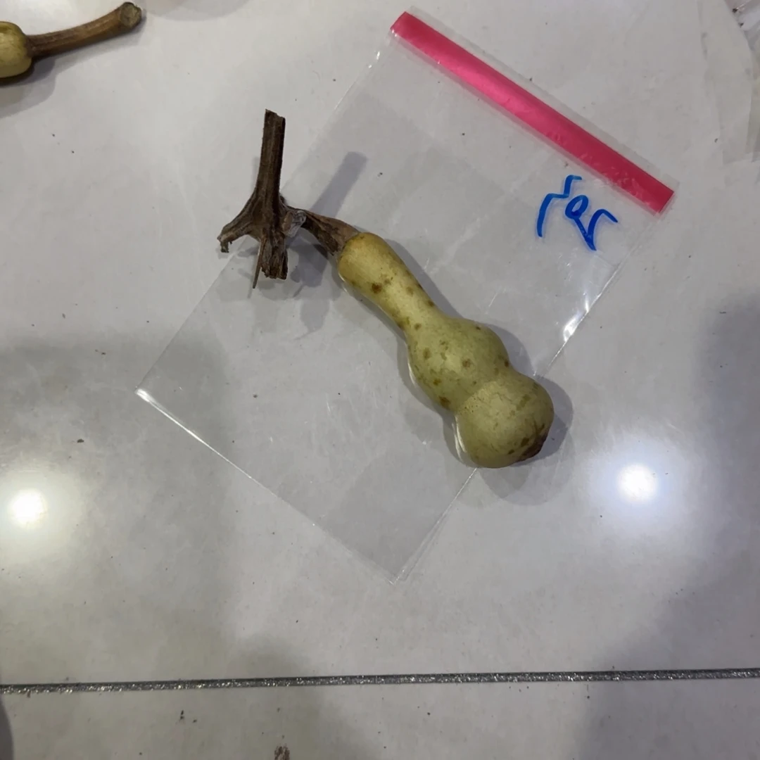 学***阳青皮不包成青皮不包成