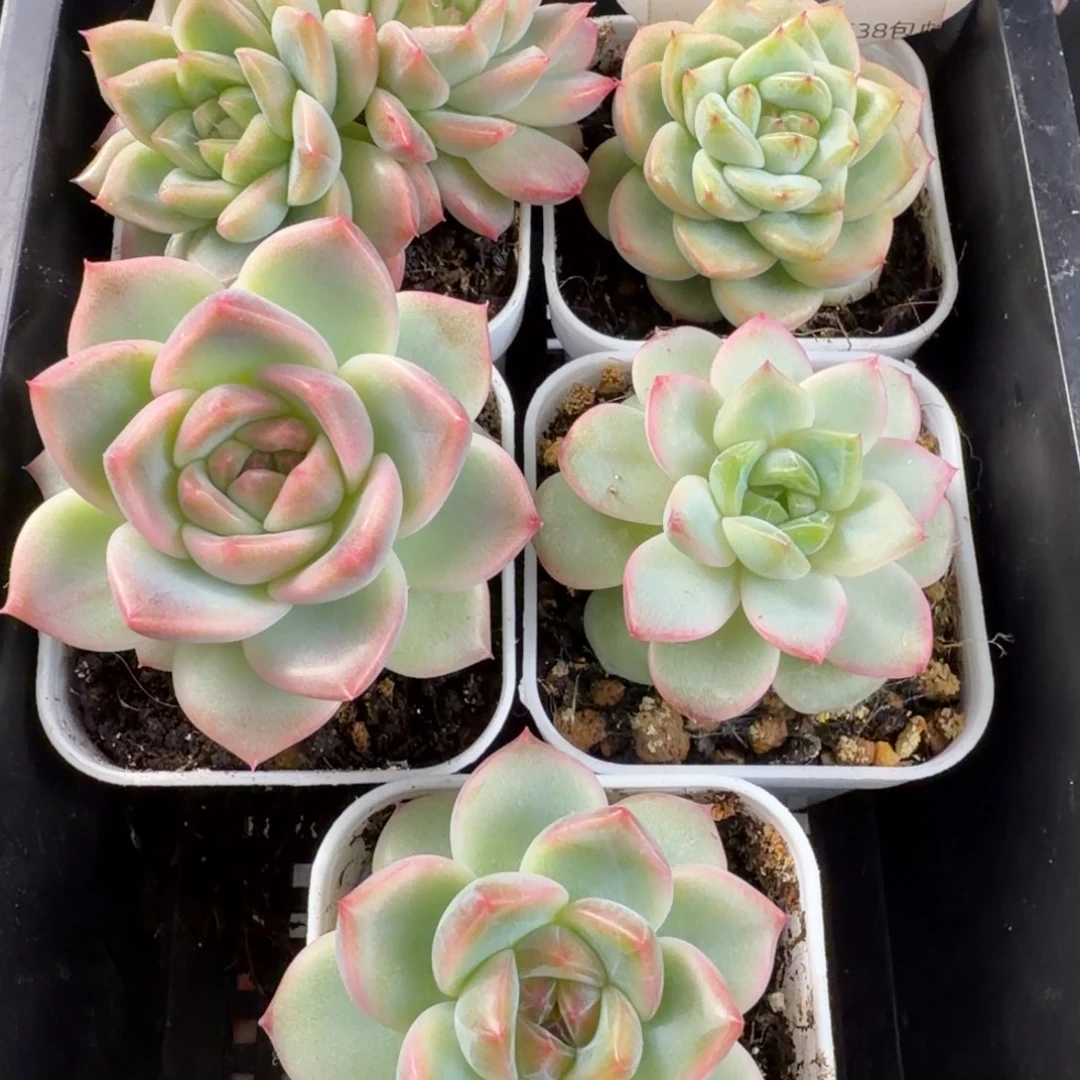 花30未定繁个体三号一组五颗