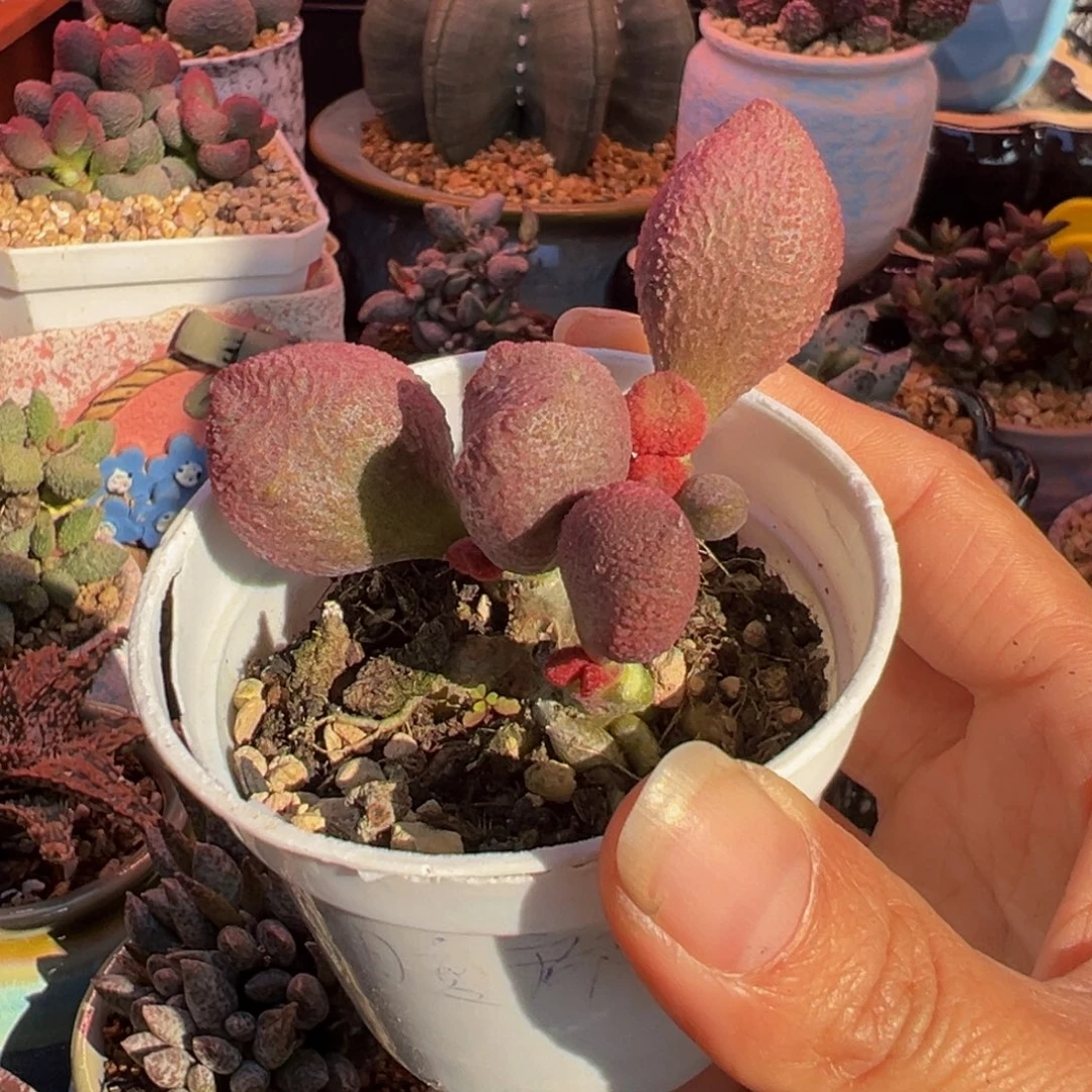 一组自拍，感谢支持