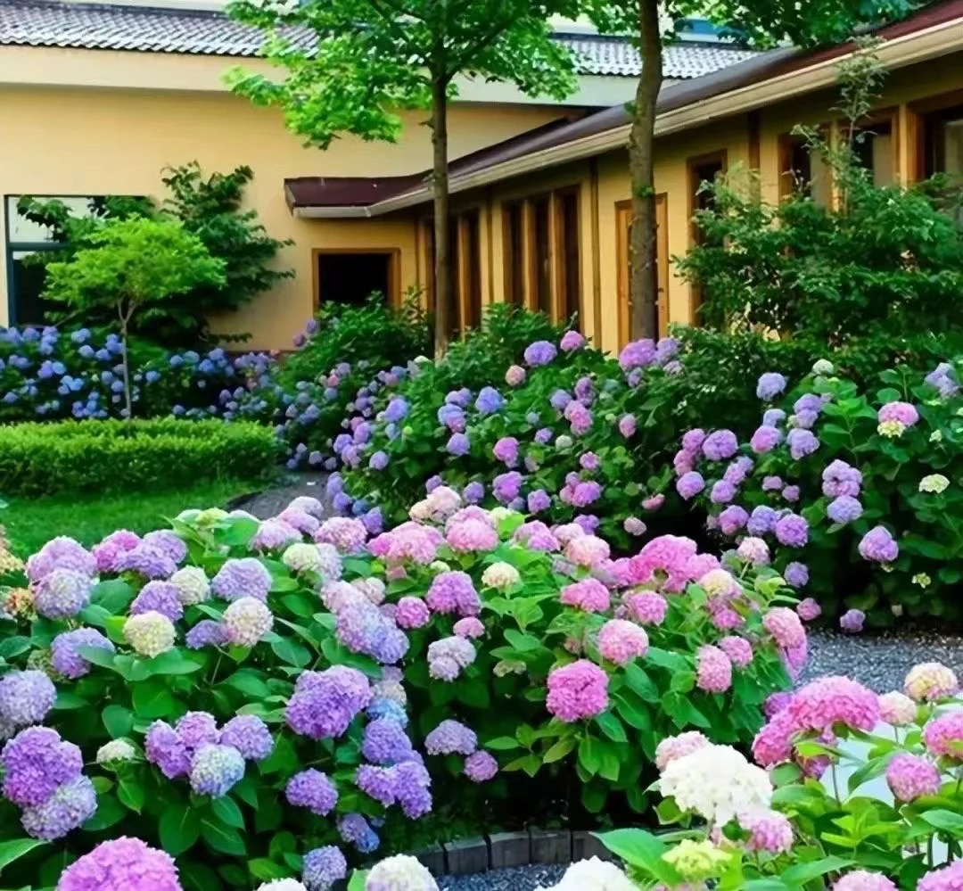 七彩梦幻绣球花苗10棵庭院阳台盆栽易活南方北方可地栽多年生