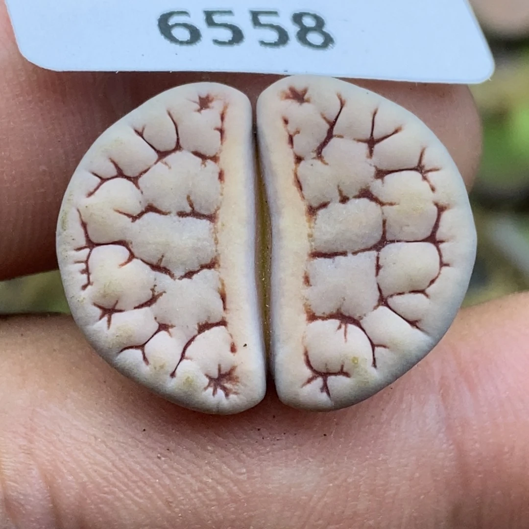 6558。岛田374。。。。。。