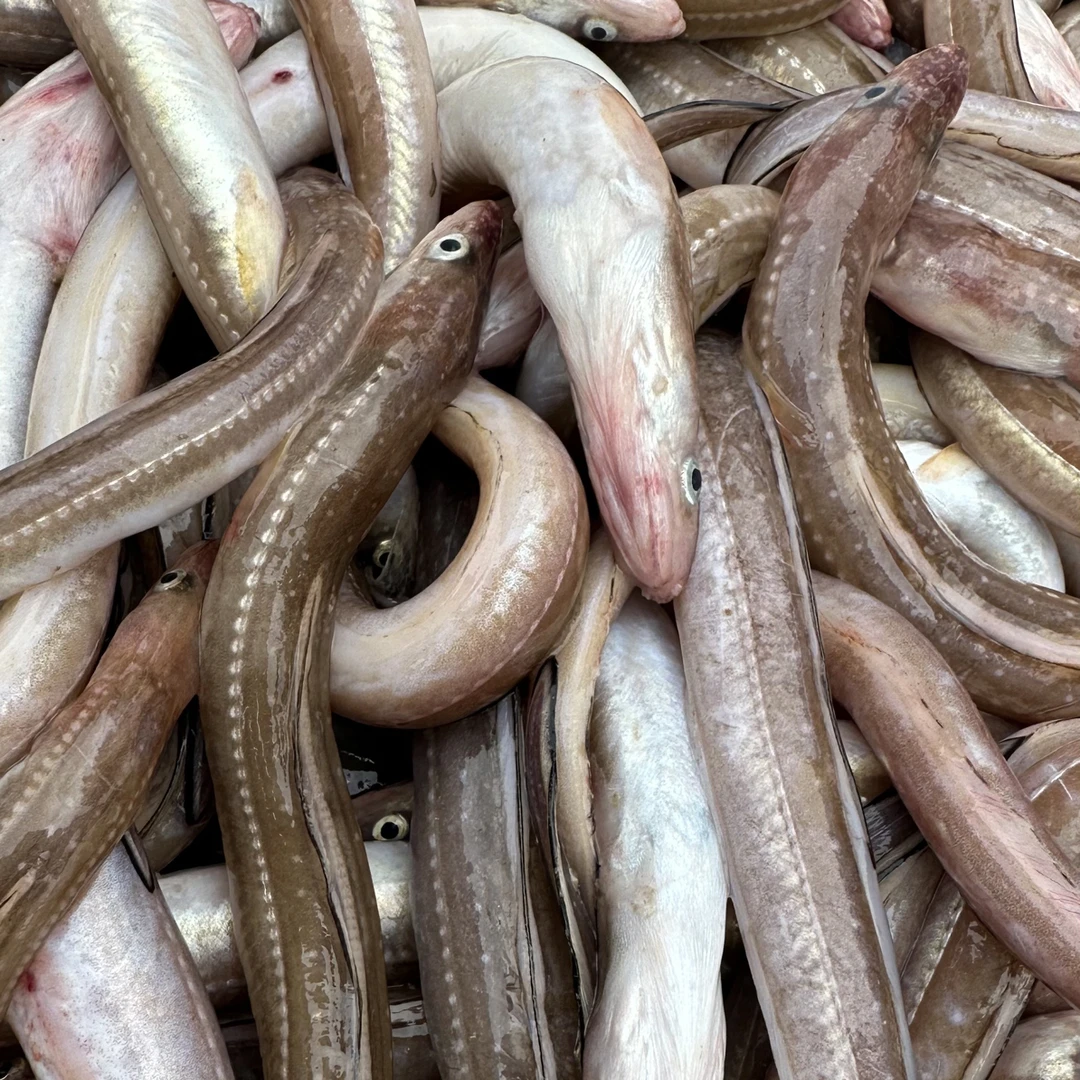 田横野生海捕鳗鳞鱼，新鲜美味，顺丰包邮
