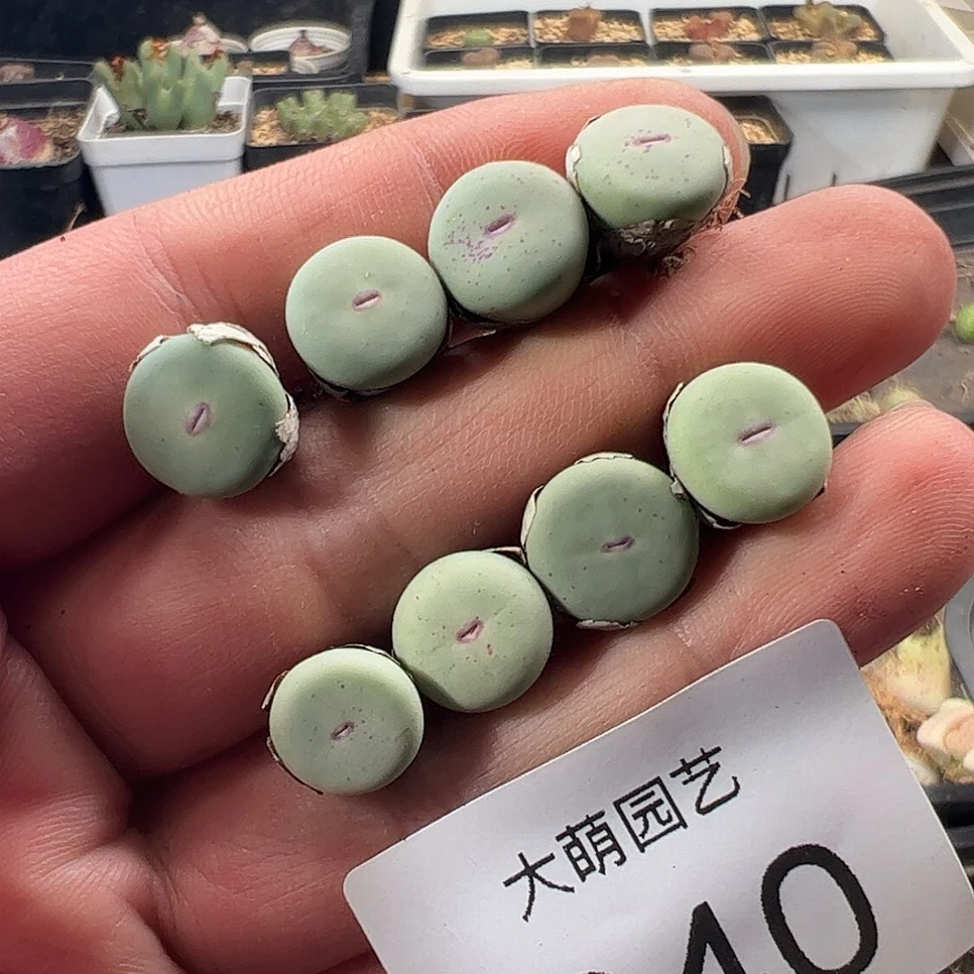 一物一拍。    640