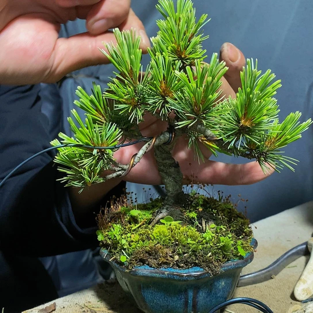 【闪购商品】无花朵张*康