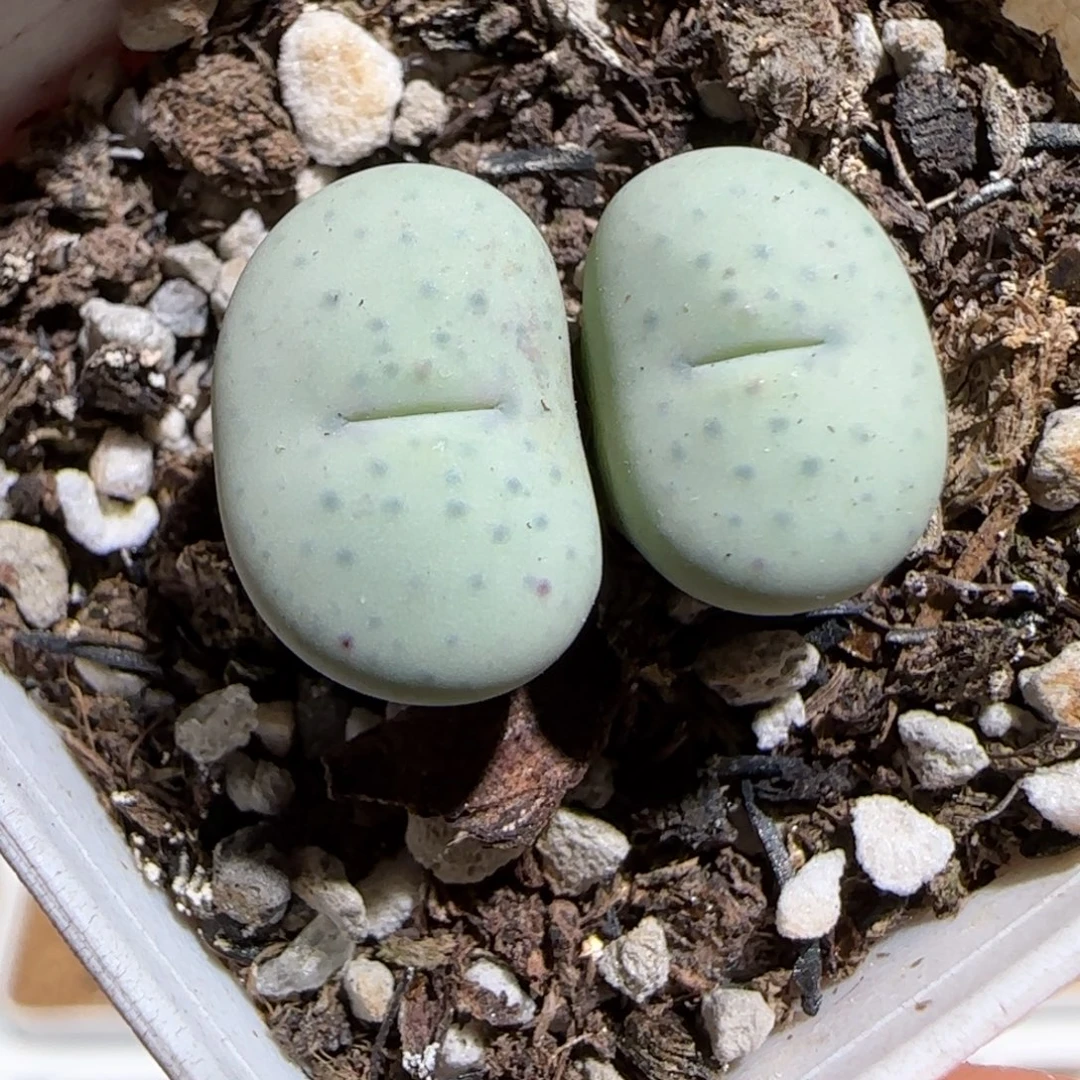 肉锥多肉植物组合-杂交红嘴12