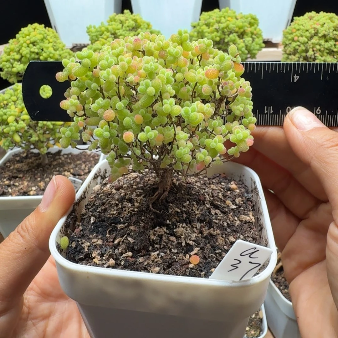 a37号蜜橘冠服7厘米左右