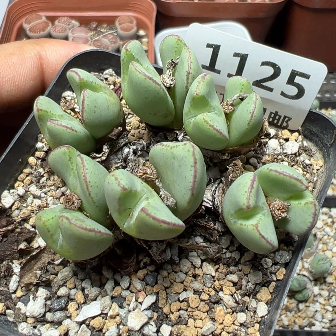 【闪购商品】 1125。
