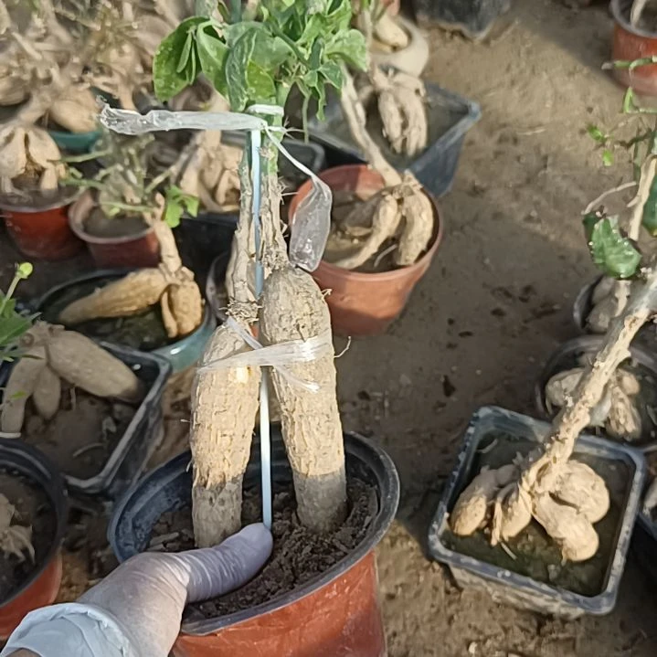 缘***你两颗脱土发货月之桂