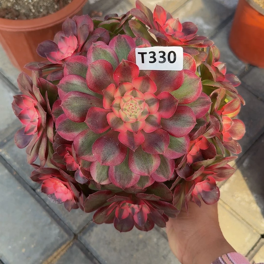 无花朵330冠服22左右荔枝不是大颗