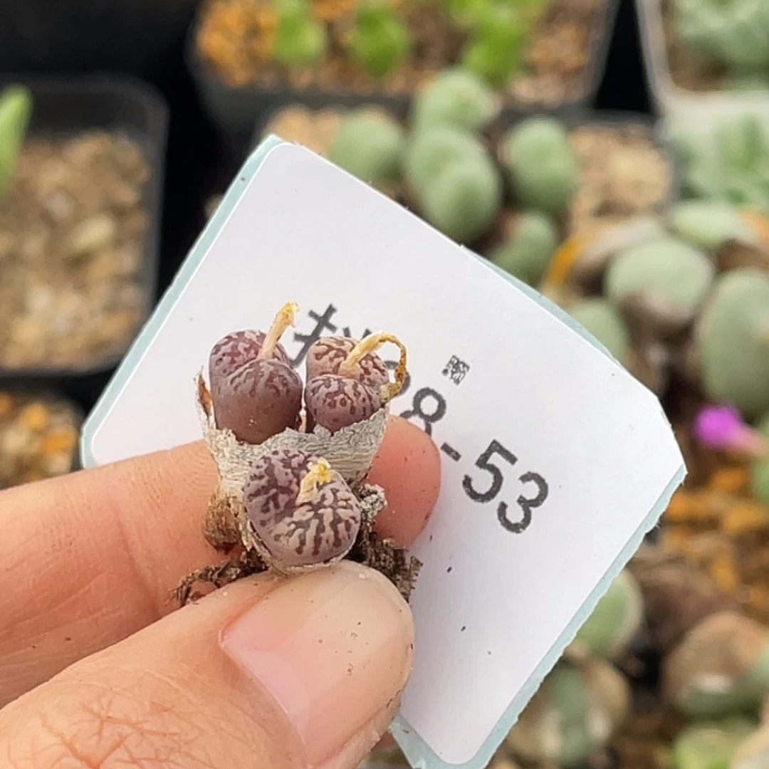 爱***࿐28-53肉锥多肉植物