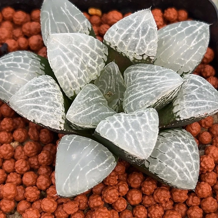 我***久十二卷多肉实生克