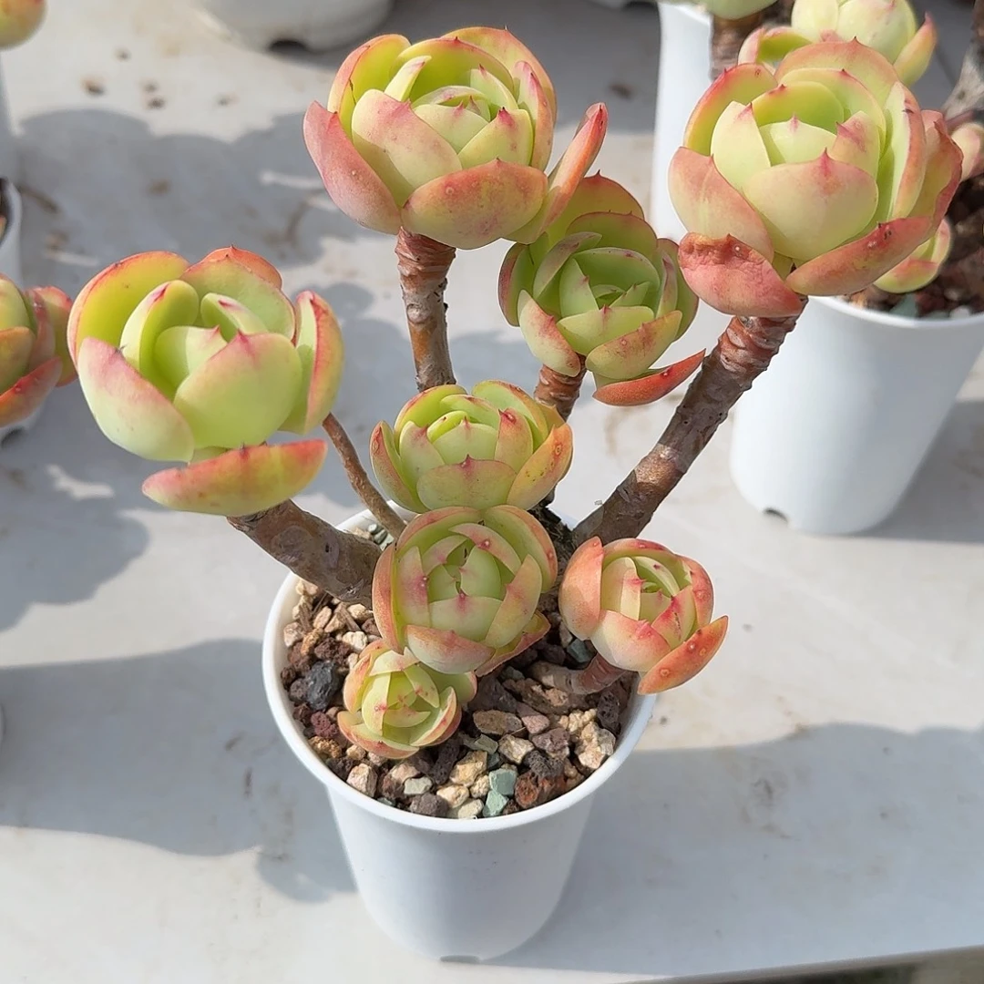 *****鸡蛋碧桃多肉植物一颗