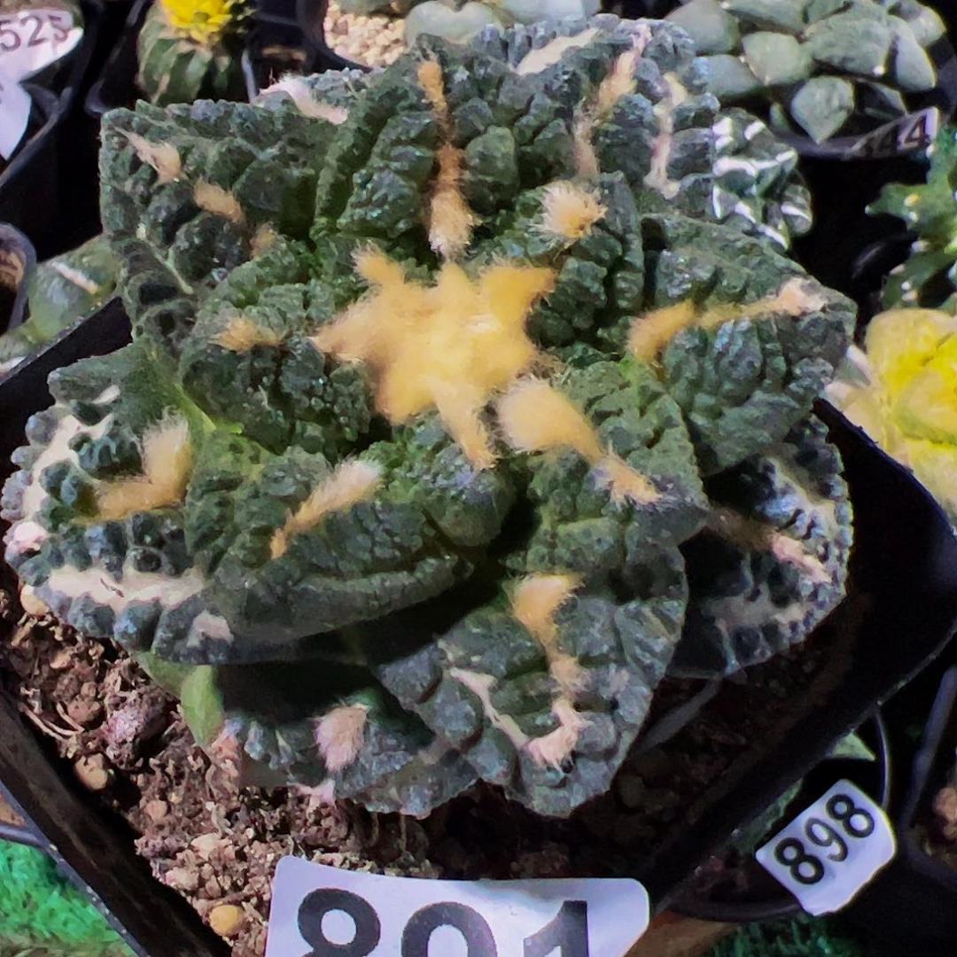 无花朵福利隔尤志贺龟甲牡丹891