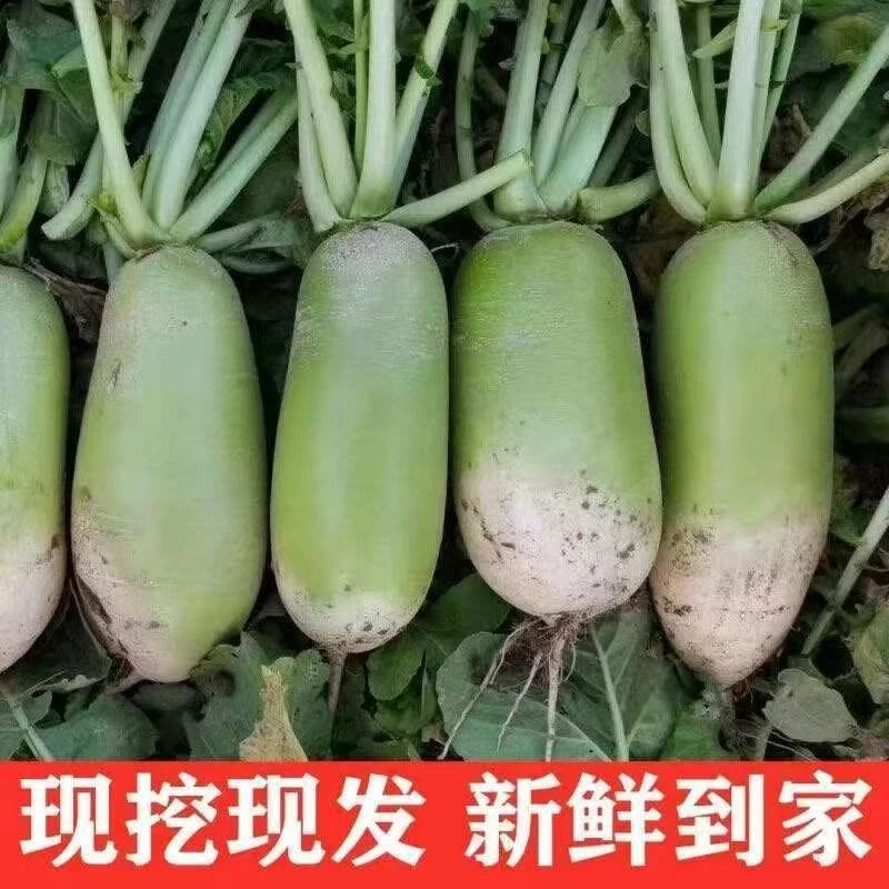 农家自种新鲜白萝卜青头白皮大萝卜水份多当天现挖现发