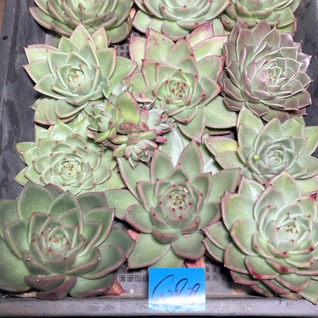 ღ***ঞ一筐特价福利不售后多肉2878