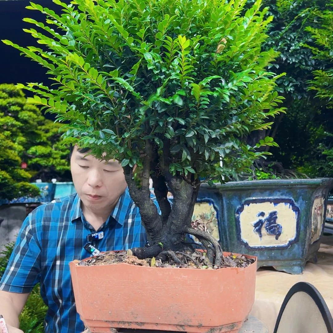 当前无花朵，栽培后可花朵Y*