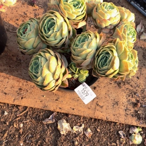 携***间1579桃花坞多肉