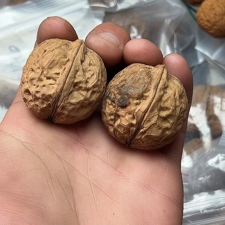 核桃25号粗筋龟甲37尺