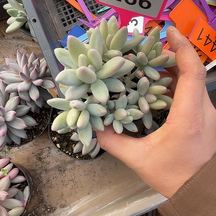 多肉植物白兰地266