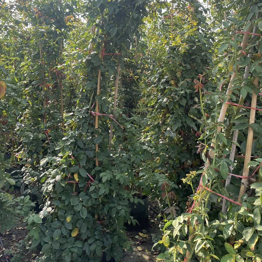 粉龙超大苗情3米左右粉色浓香型大花爬藤月季原盆原土顺丰木架