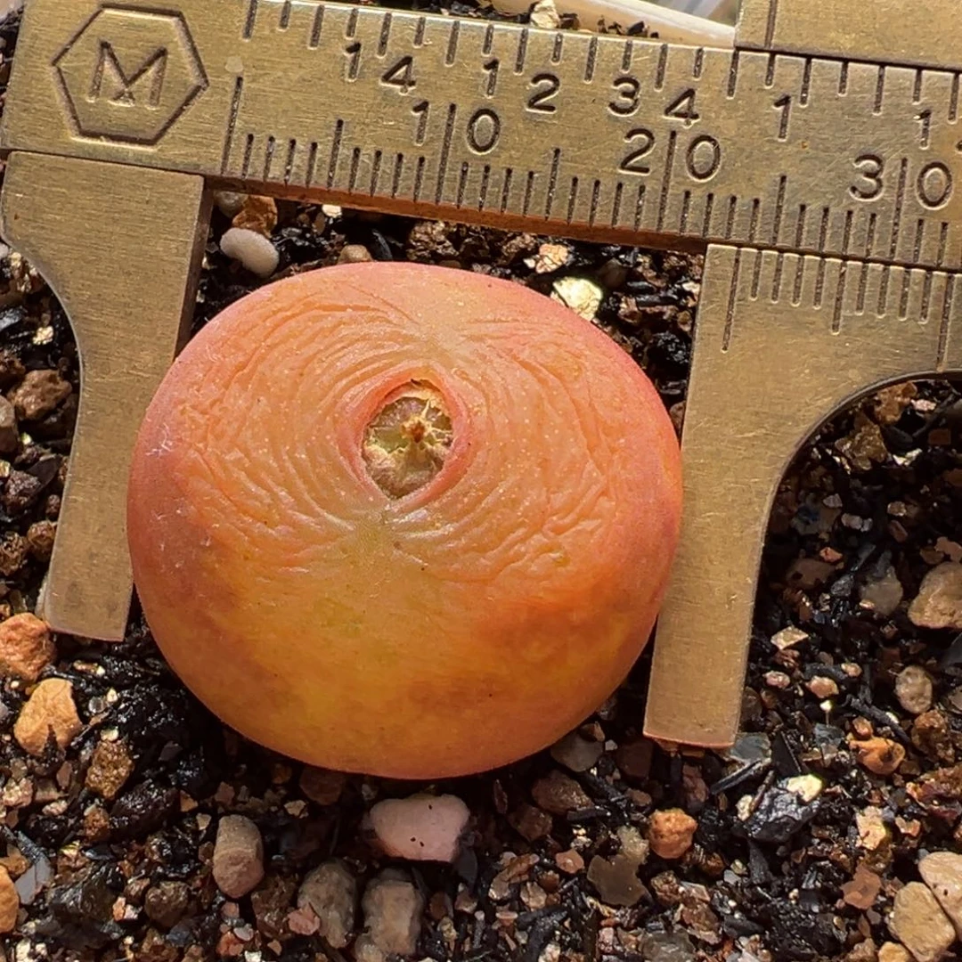 8年进口水蜜桃多肉