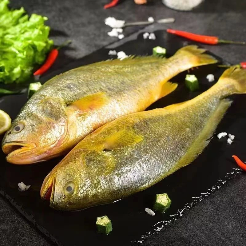 大黄花鱼单条9两左右鲜鱼冷冻发货