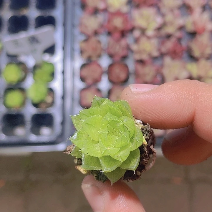 英水晶雨露【满10颗包邮】