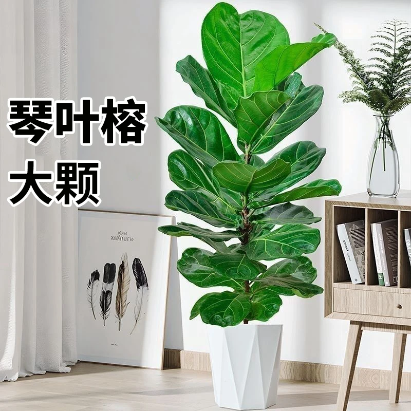 琴叶榕老桩大叶绿植北欧盆栽好养室内客厅吸甲醛植物落地盆景观叶