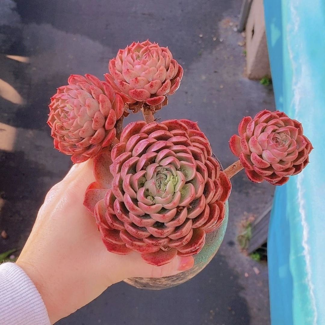 580多肉植物老桩