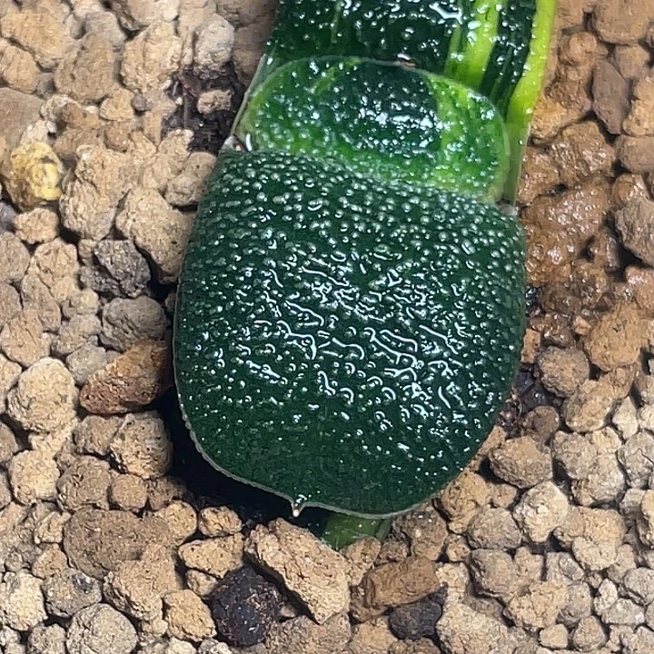 卧牛锦一物一拍竞拍1