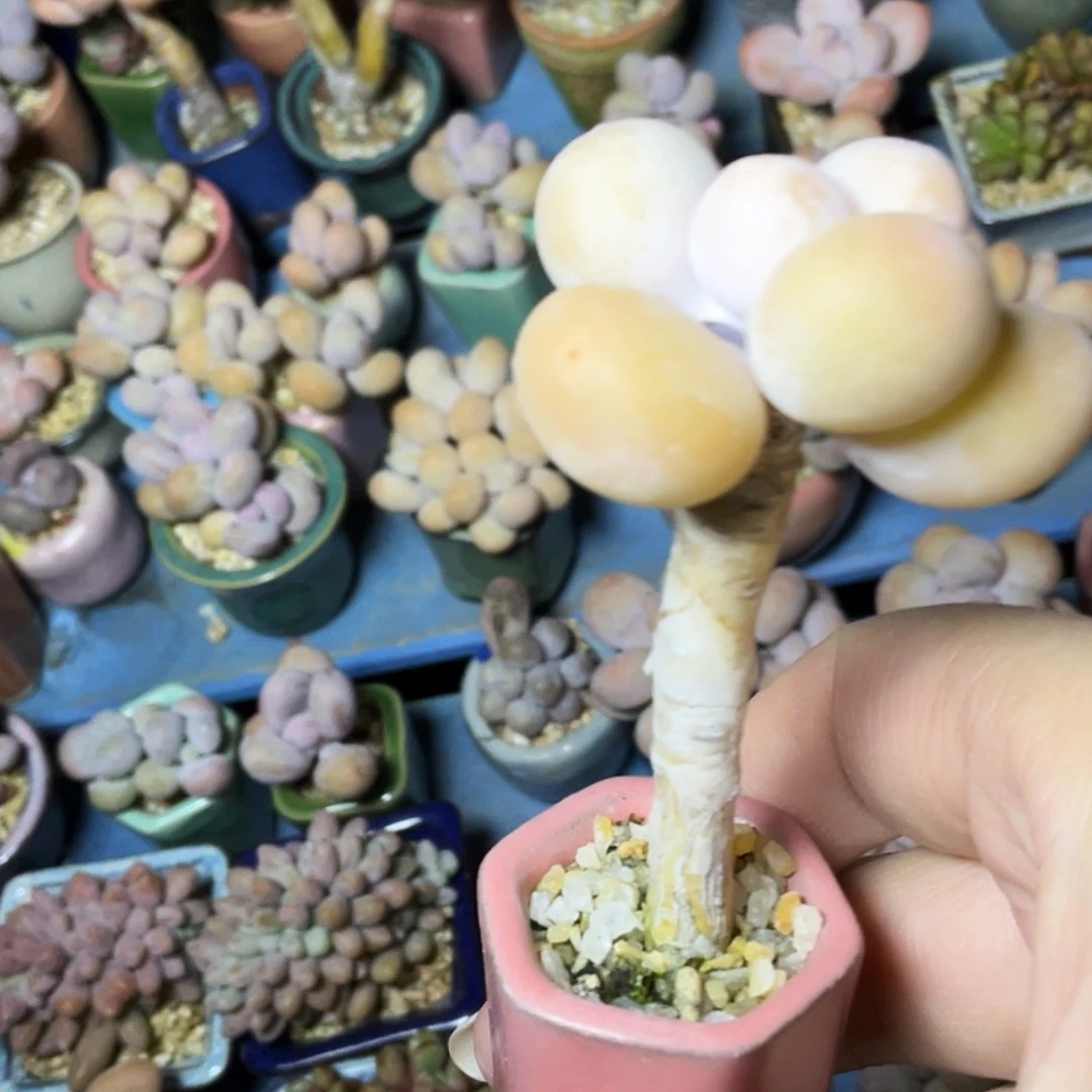 肖***×多肉植物的生长发育和生长