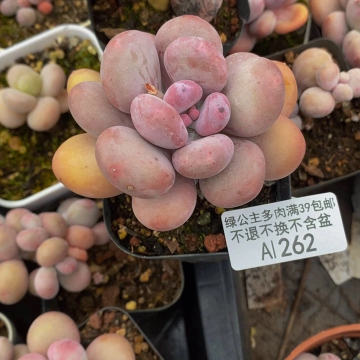 蛋黄奶单头262多肉植物