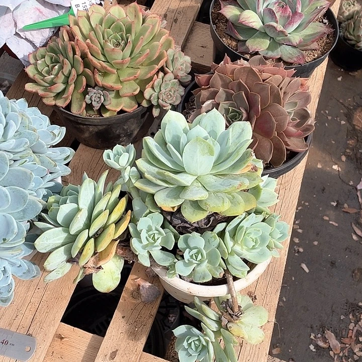 恋曲多肉植物大群