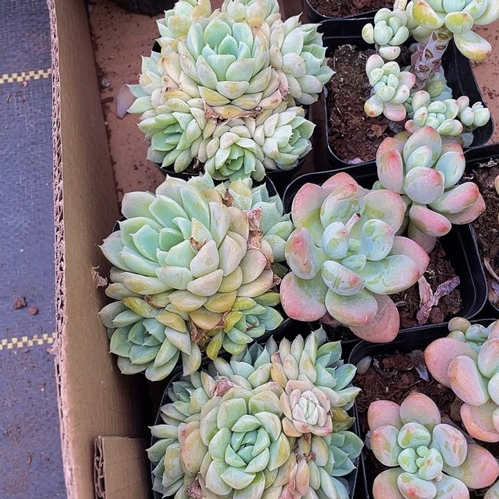 7方大白月影群带盆土发