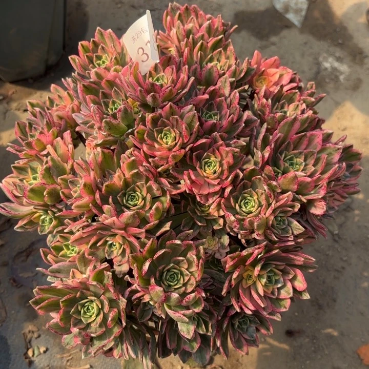 甜茶多肉法师3118