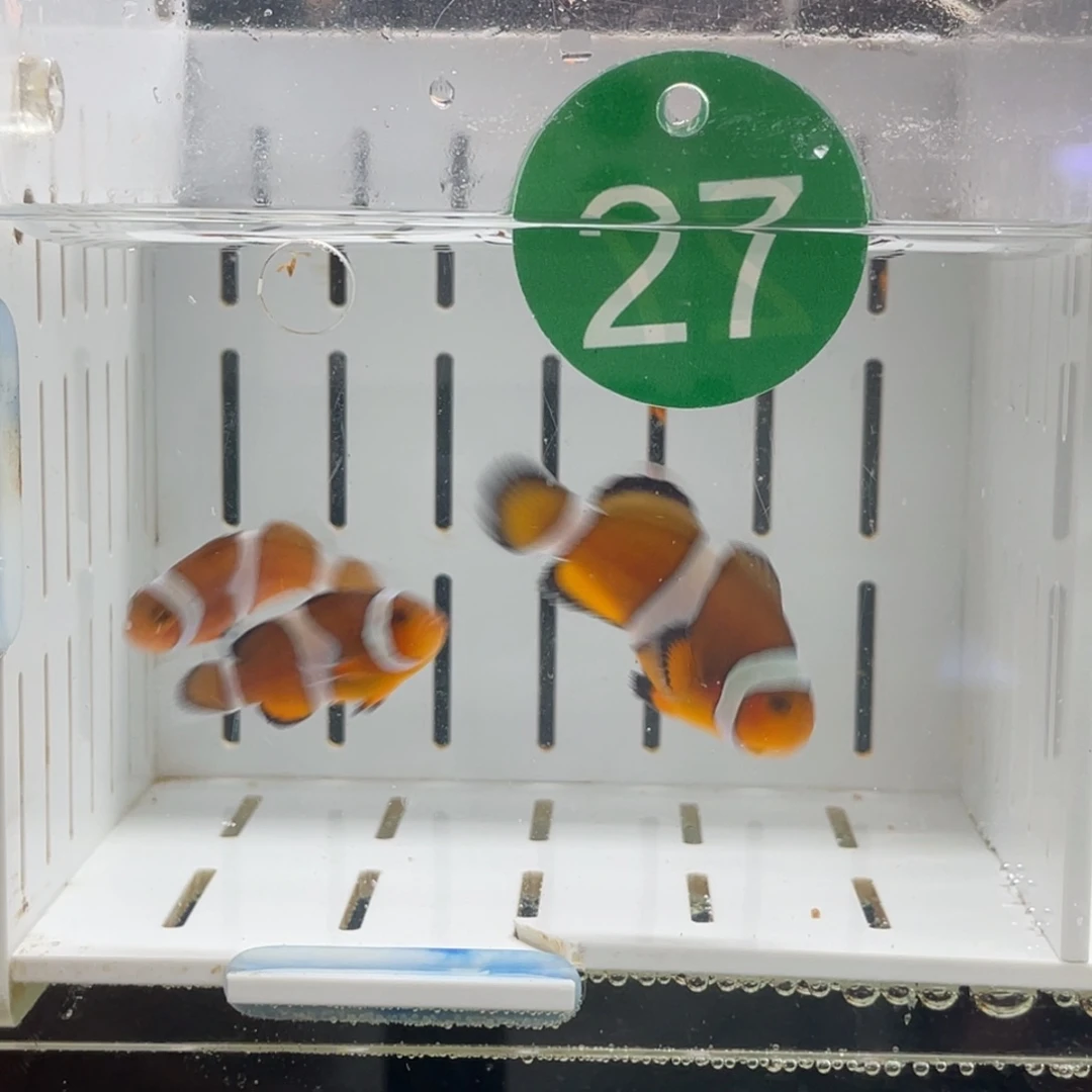 海水鱼公子三条11111
