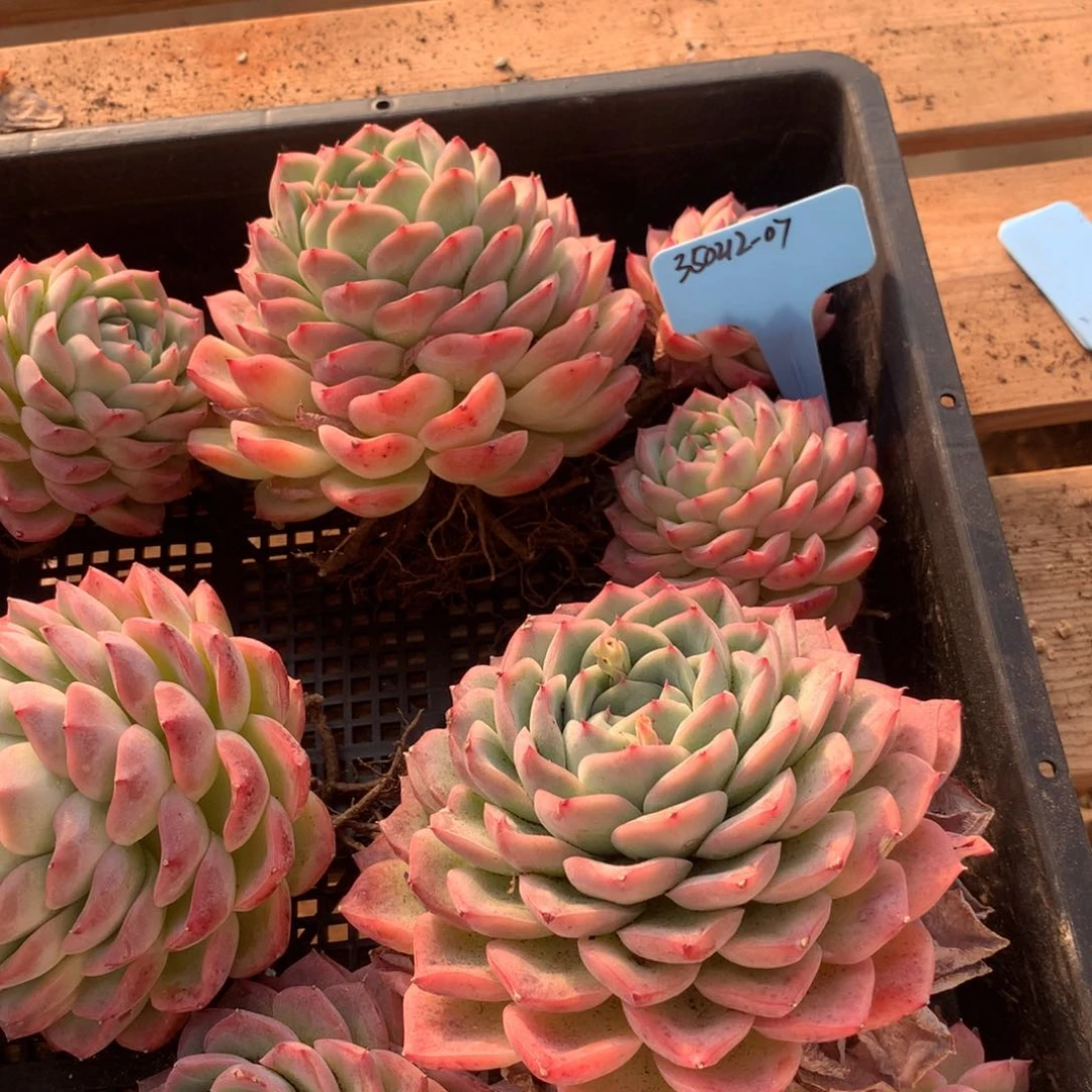 鄱****联350212-07水晶一组散群