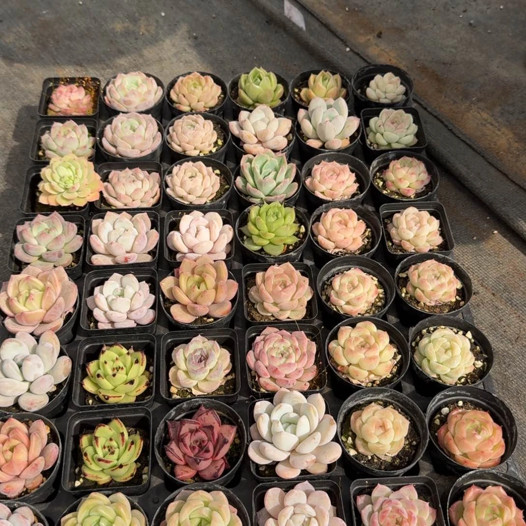 多肉杂交一物一拍12-18