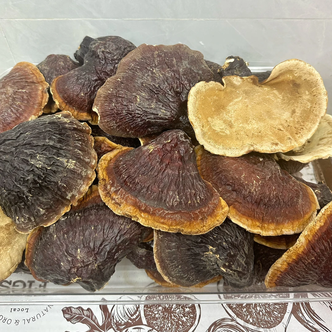 【三姑娘】长白山灵芝煲汤煮水泡酒