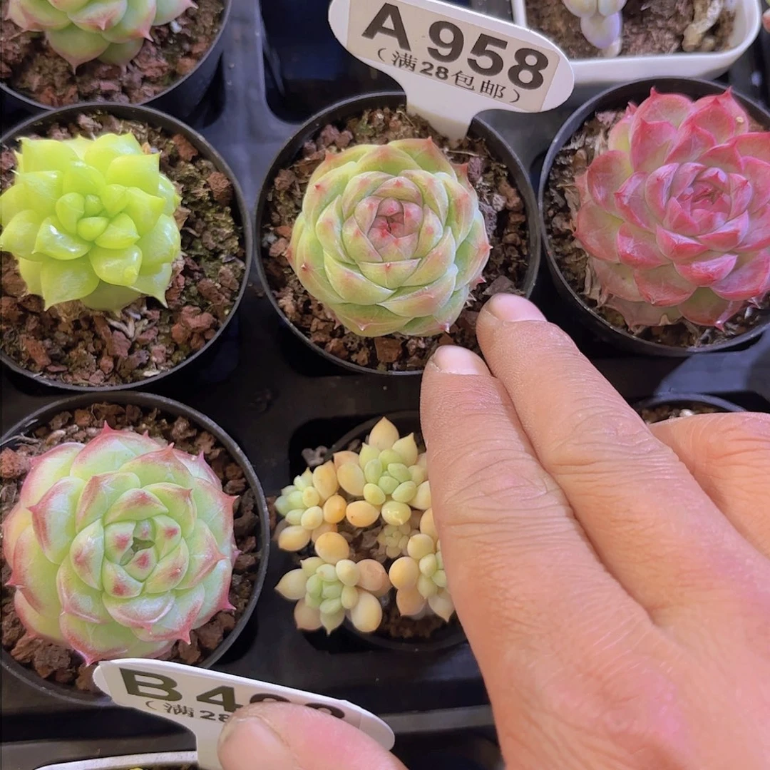 A958麦秆一物一拍