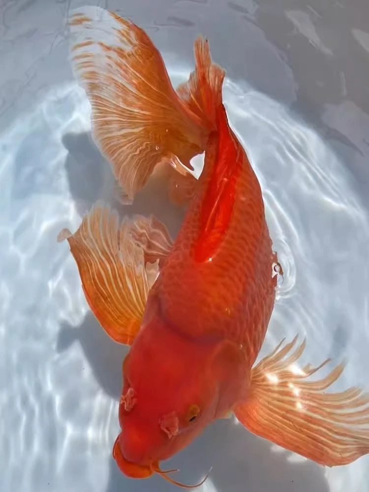 精品蝴蝶鲤10-13红色蝴蝶鲤观赏鱼自家渔场直发好养混精品鱼