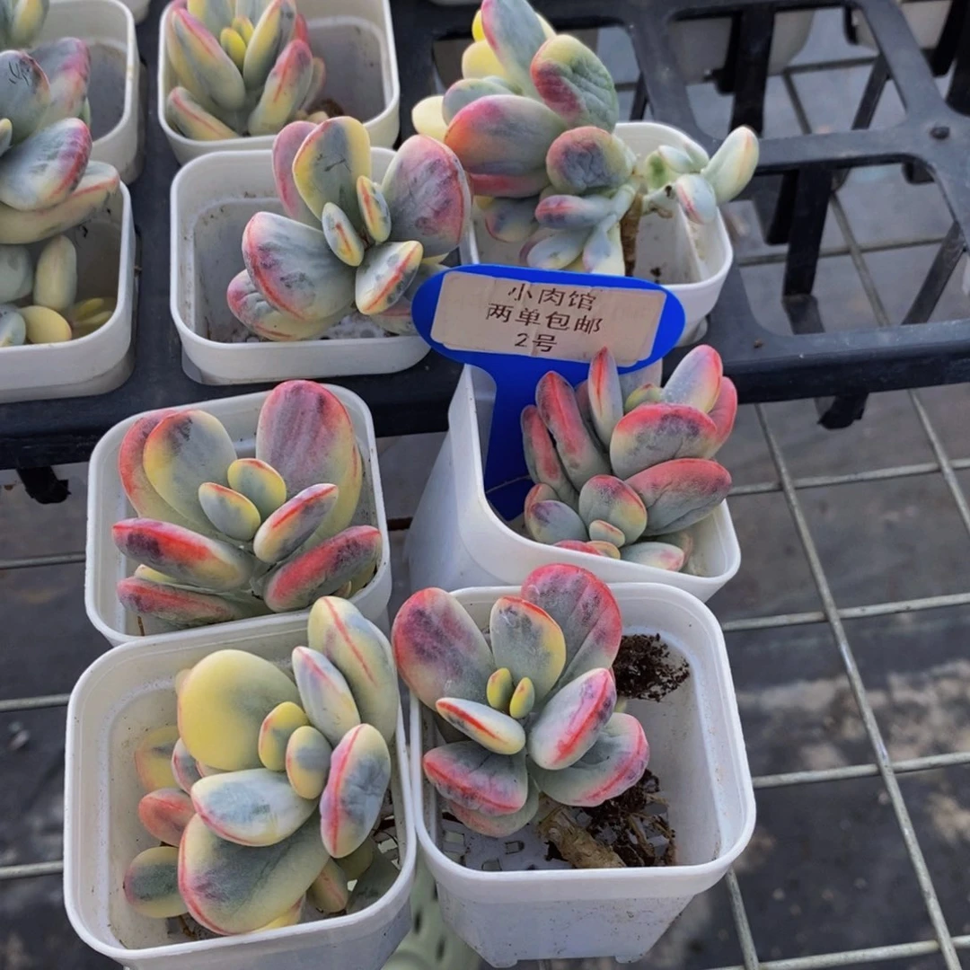 2-开播福利精品老桩乒乓福娘锦单头两个